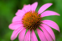 Purple Coneflower (2026)