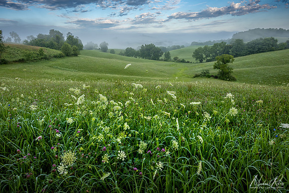 Summer Pasture (2026)