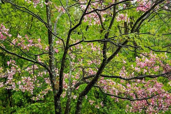 Pink Dogwood (2023)