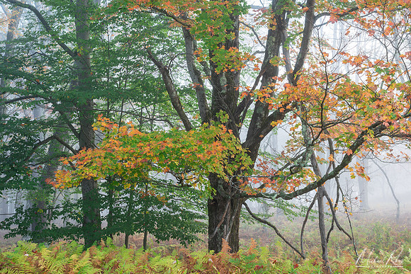 Canaan Autumn Trees (2024)