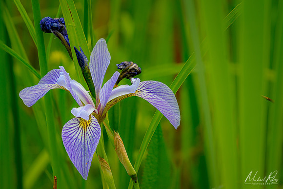 Iris (2023)