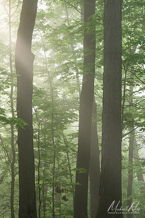 Trees in Forest on Spring Morning (2023)