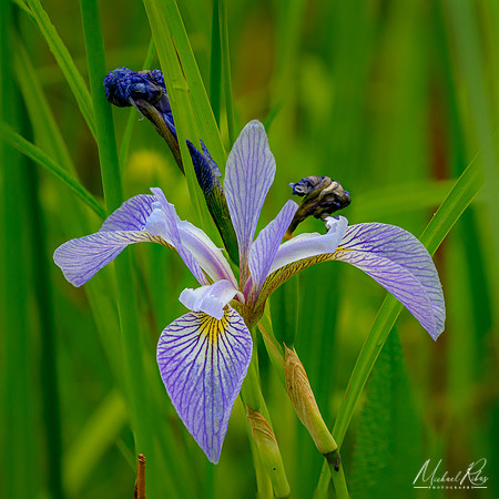 Iris (2023)