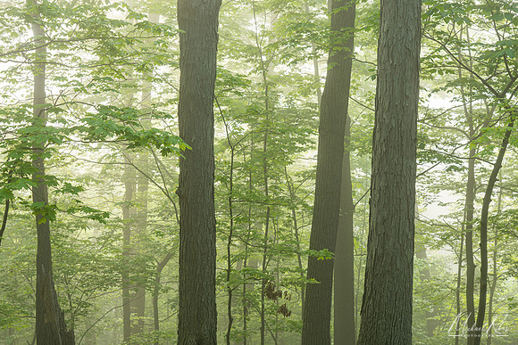 Trees, Spring Morning (2023)