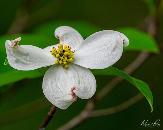 Dogwood Blossum (2023)