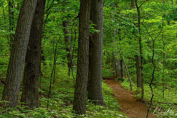 Spring Forest (2023)
