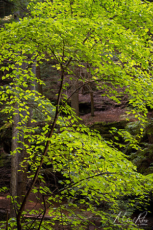 Spring Leaves at Old Man's Cave (2023)