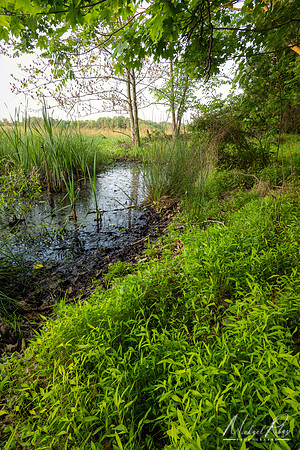 Small Marsh (2023)