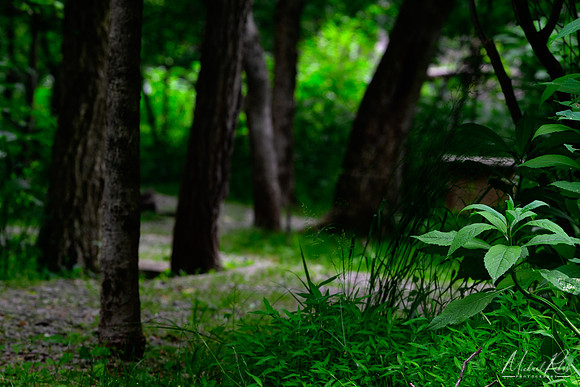 Secluuded Pathway (2023)