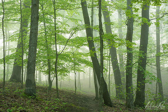 Spring Forest (2023)