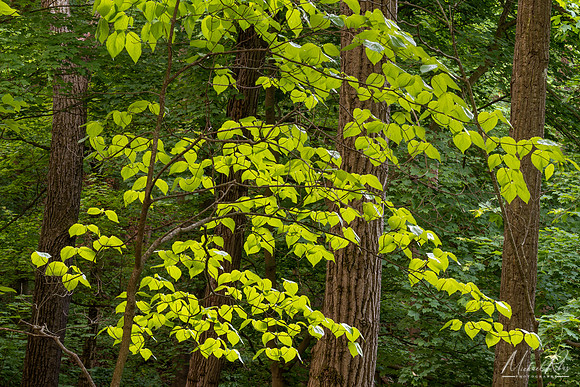 Spring Leaves (2023)
