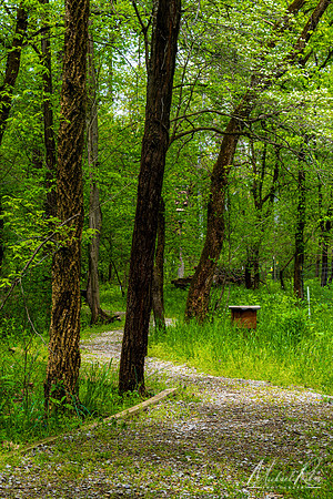 Secluded Path in Spring (2023)