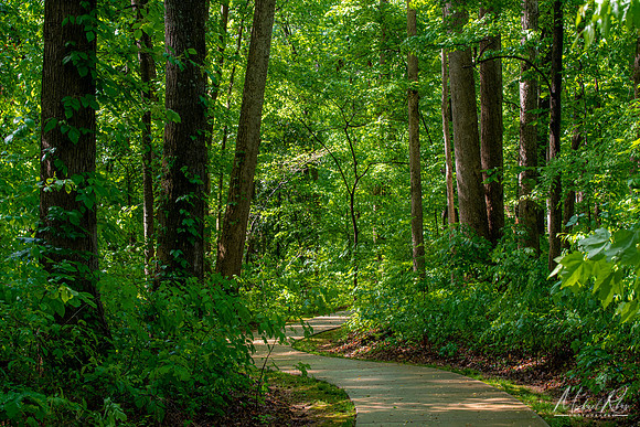 Woodland Walkway (2023)