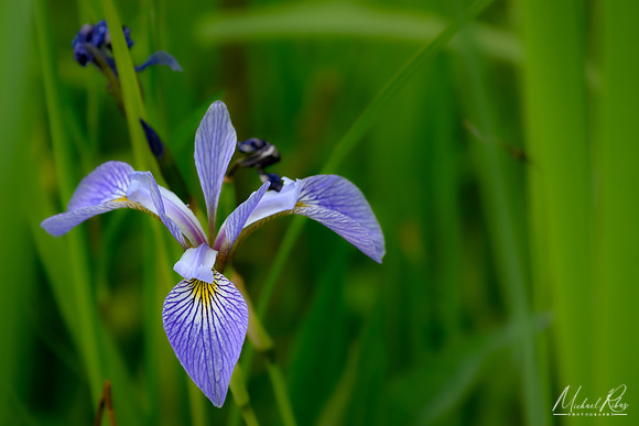 Iris (2023)