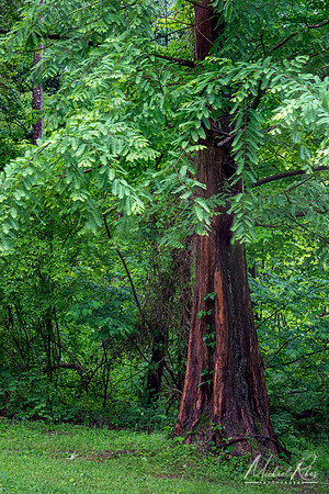 Dawn Redwood (2022)