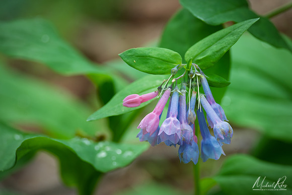 Virginia Bluebells (2025)