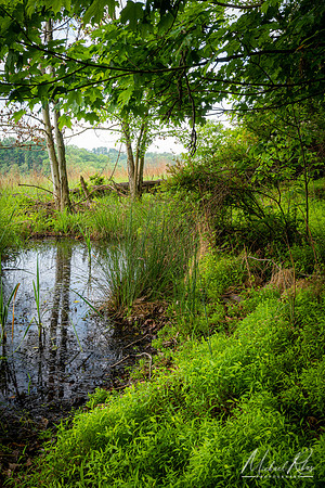 Small Pond in Spring (2023)