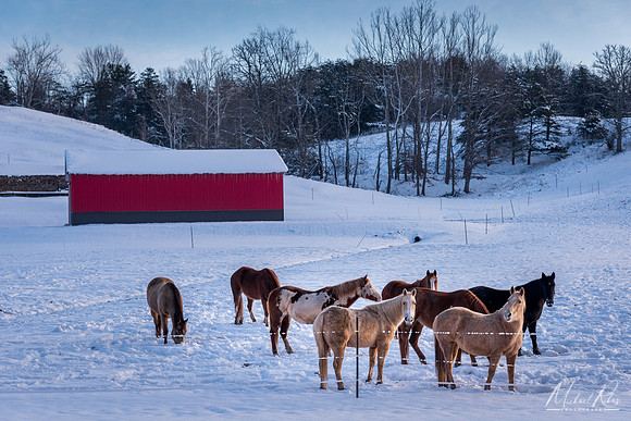 Horses in Snow (2016)