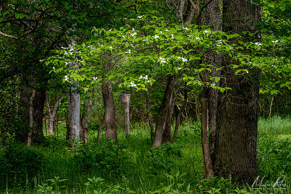 Dogwood in Woodland Forest (2023)