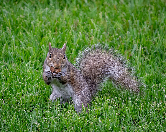 Squirrel Holding it's Meal (2023)