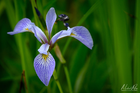 Iris (2023)