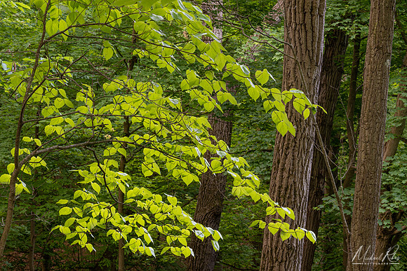 Bright Spring Leaves (2023)