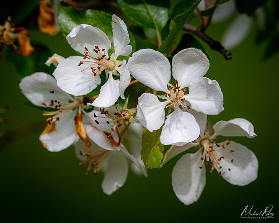 Tree Blossums (2023)