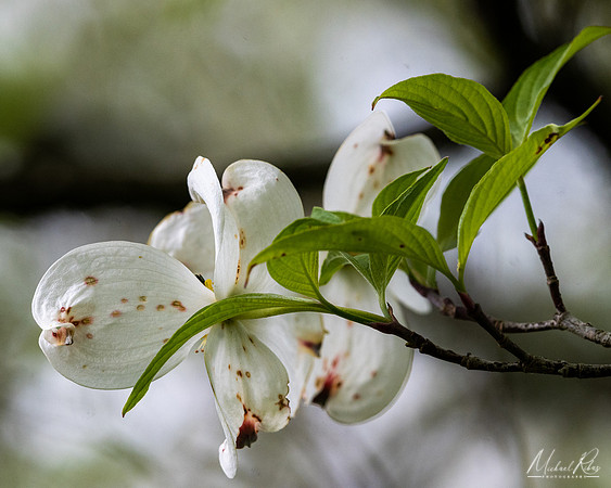 Dogwood Blossums (2023)