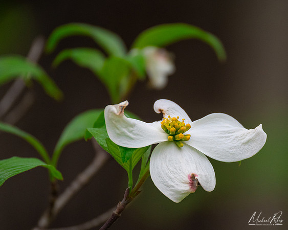 Dogwood Blossum (2023)