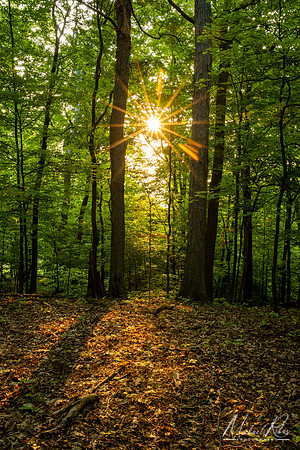 Woodland  Daybreak (2023)