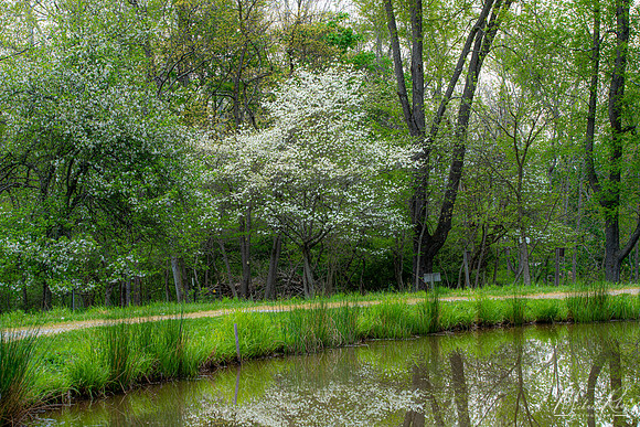 Spring By the Pond (2023)