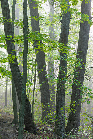 Trees Spring Morning (2023)
