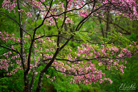 Pink Dogwood (2023)