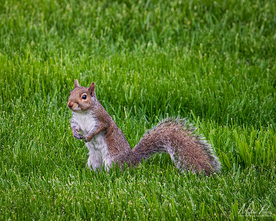 Grey Squirrel (2023)