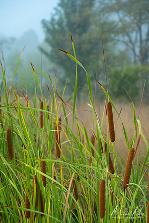 Summer Morning Cattails (2024)