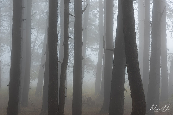 Pine Forest at Dolly Sods 2024)