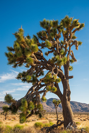 Large Joshua Tree (2023)