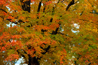Sugar Maple