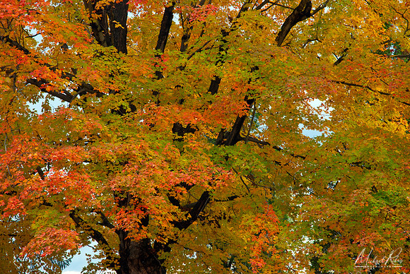 Sugar Maple