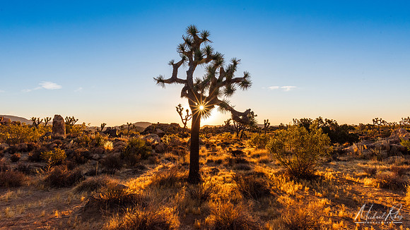 Sunrise at Joshua Tree NP (2023)