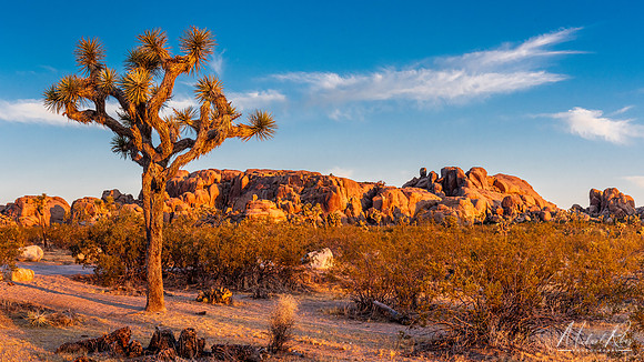 Joshua Tree NP Summer Morning (2023)
