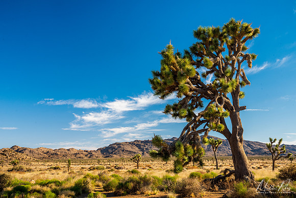 Joshual Tree NP (2023)