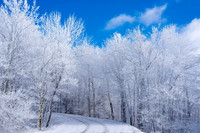 Mountain Road and Snow Covered Trees (2019)