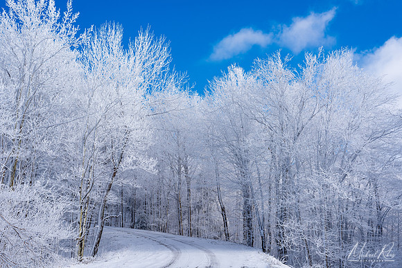 Mountain Road and Snow Covered Trees (2019)