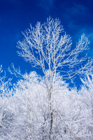 Snow Covered Trees (2019)