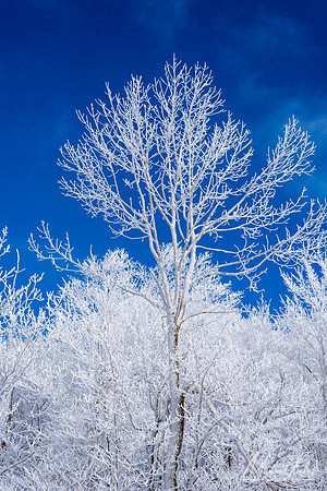 Snow Covered Trees (2019)