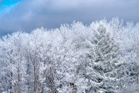 Snow Covered Trees (2019)