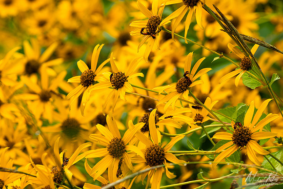 Daisies (2023)