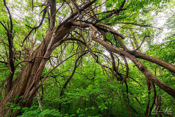 Gnarley Tree (2022)