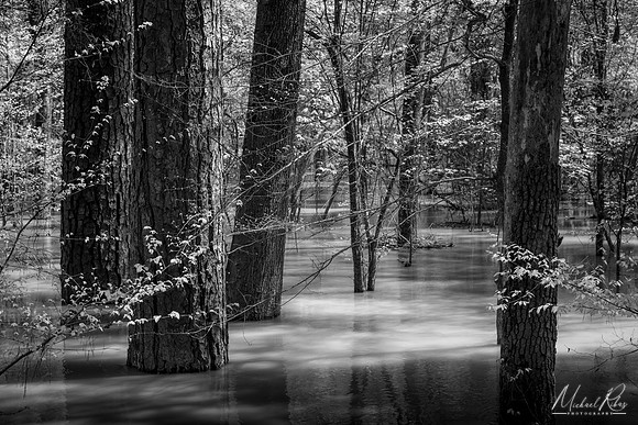 Congaree NP (2021)